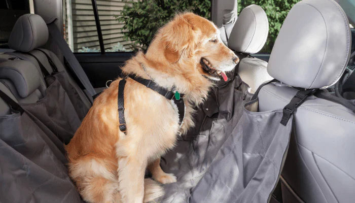 Como viajar de carro com seu cachorro em segurança