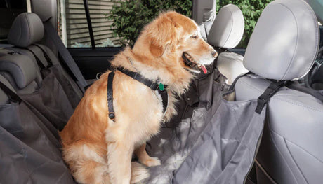 Como viajar de carro com seu cachorro em segurança