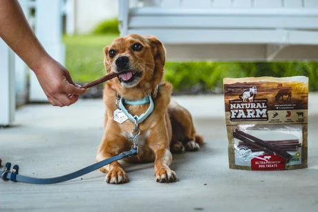 Como Introduzir Mastigáveis Naturais com Segurança para o Seu Cão