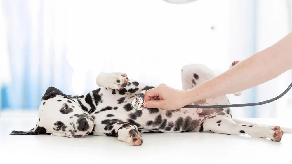 5 motivos mais comuns que levam cães ao veterinário no Brasil e quando você deve se preocupar