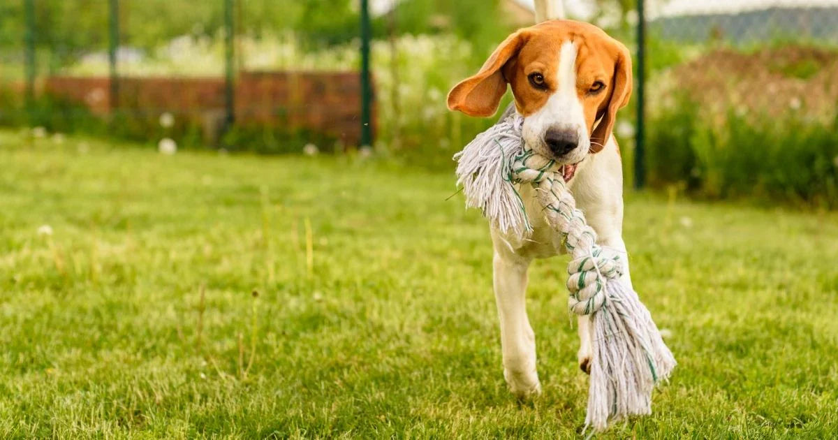 Como estimular mentalmente o seu cachorro: guia completo de enriquecimento e engajamento canino