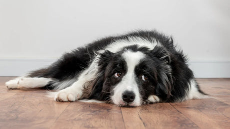 Ansiedade de separação em cães: como ajudar seu cachorro a ficar bem quando você sai de casa