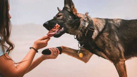 5 mastigáveis para cães que mastigam com muita intensidade