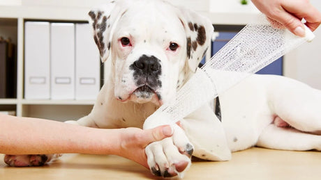Como identificar uma torção ou distensão na perna do seu cachorro