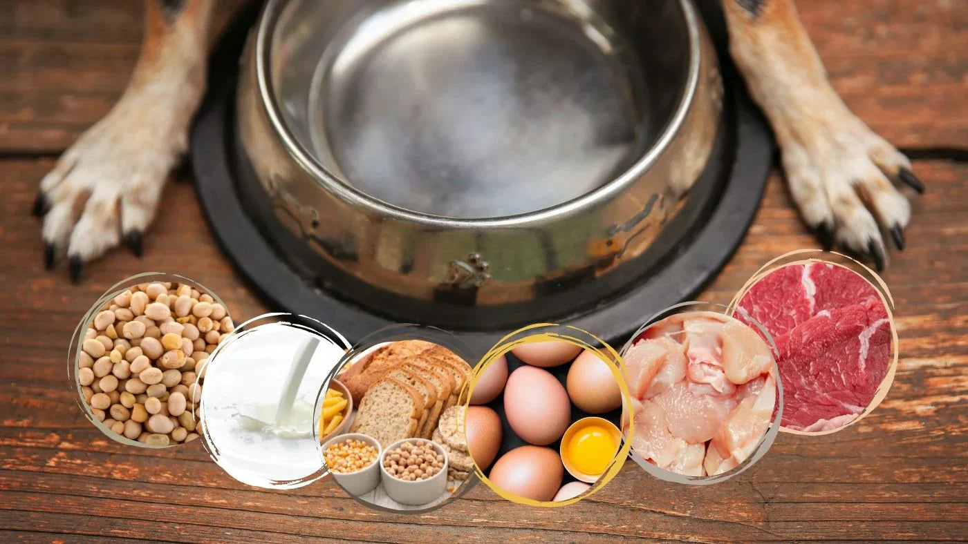 Alergia alimentar em cães: sinais mais comuns e como descobrir o que faz mal