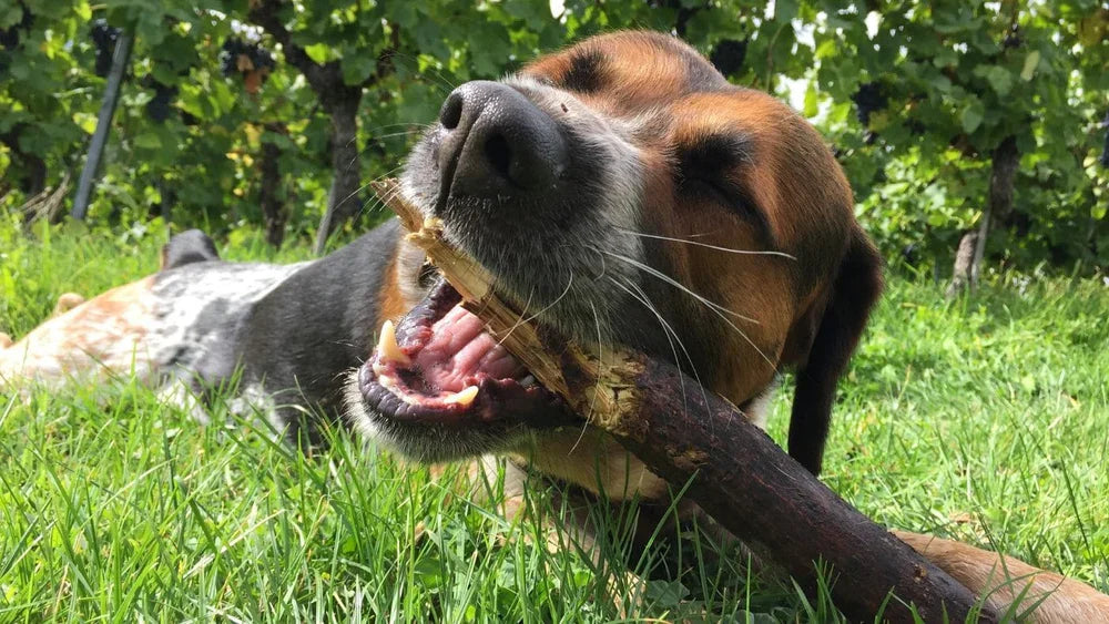 Cachorro comendo madeira: por que isso acontece e quando pode ser perigoso
