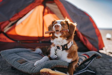Por que mastigar faz tão bem para os cães?
