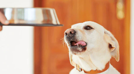 A saúde do seu cão depende da alimentação?
