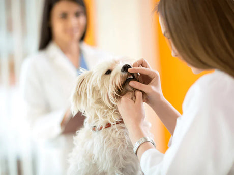 Doença periodontal em cães: o que você precisa saber