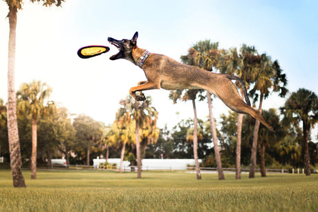 5 Maneiras Simples de Exercitar o Seu Cachorro