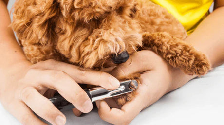 Cuidar das unhas do seu cão é um gesto de amor!