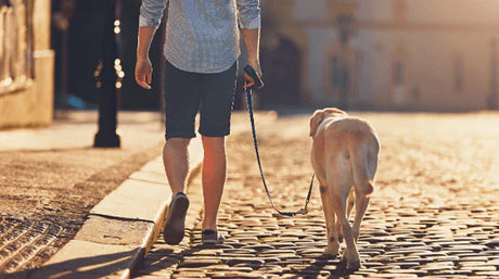 Quando as patinhas pedem cuidado:  entendendo a artrite em cães