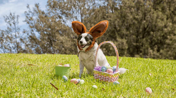 3 Maneiras de Fazer da Páscoa um Momento Inesquecível Para o seu Cão