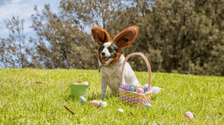 3 Maneiras de Fazer da Páscoa um Momento Inesquecível Para o seu Cão