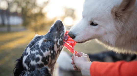 7 jeitos de celebrar o Dia dos Namorados com o seu pet