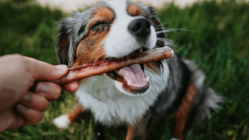 Quando a alimentação muda, o intestino sente: como o organismo do seu cão reage a novos alimentos e petiscos