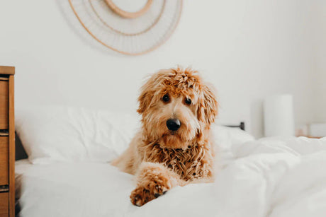 Por que entender os rótulos da ração do seu cão faz toda a diferença