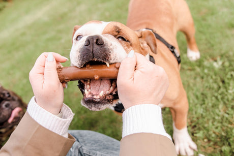 O jeito de mastigar pode dizer muito sobre o seu cão