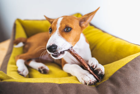 Como escolher o mastigável ideal para o perfil do seu cachorro