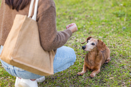 O que vai na bolsa de passeio com o seu cão?