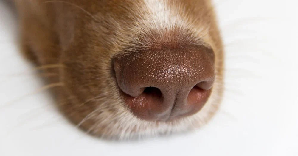 O superpoder do olfato do seu cachorro: o que ele “lê” quando para para farejar