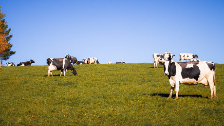 Por que os produtos do Brasil garantem a qualidade mastigáveis naturais para cães?