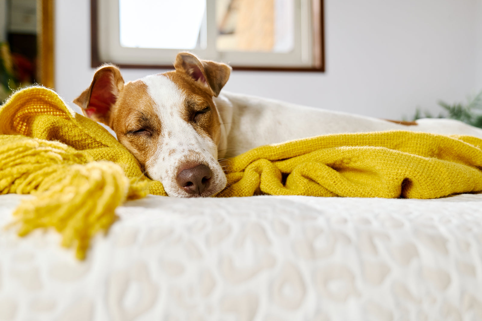 Inverno e cães: como deixar a rotina mais aconchegante, ativa e prazerosa nos dias frios