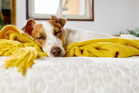 Inverno e cães: como deixar a rotina mais aconchegante, ativa e prazerosa nos dias frios