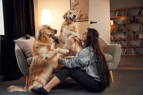 Rotina saudável para cães: 5 hábitos simples que fazem diferença
