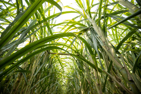 Como a Natural Farm transforma cana-de-açúcar em embalagens ecológicas